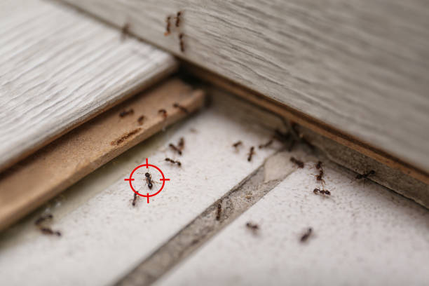 Wasp Removal Services in Cameron, WI